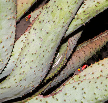 Red-billed Oxpecker